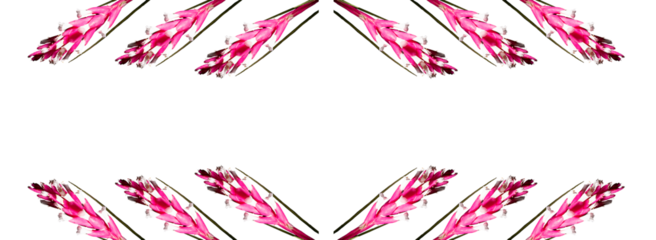 Flor da bromélia cor de rosa encontrada na Mata Atlântica Brasileira. São Paulo, Brasil. Formato de arquivo png com fundo transparente.