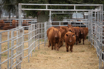 Argentina ´s amazing aberdeen angus cattle