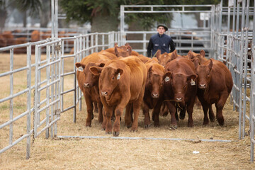 the best angus cattle of center argentina