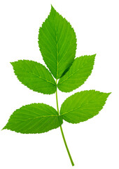 Fototapeta na wymiar raspberry leaf. branches with leaves on transparent, png. organic natural healthy fruit .
