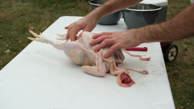 Making incisions and preparing freshly butchered and plucked chicken for processing to remove guts.