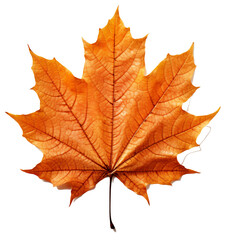 Naklejka na ściany i meble Red and orange autumn maple eaf, isolated on the transparent background PNG.