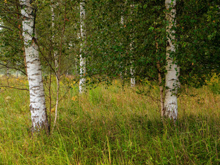 Birch tree forest. Nature background scene. Beautiful trees and green bush. Relaxing view. Nobody. Country side with trees in summer.