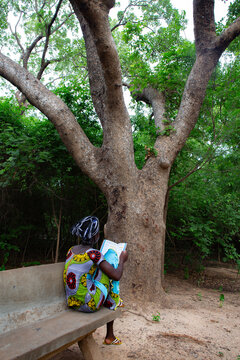 Calicedrat tree (Khaya Senegalensis) in the Urban park of Bangr Weogo ("Knowledge forest" in the Mooré local language) (Ouagadougou - Burkina Faso)