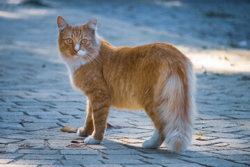 A pretty orange cat striking a pose