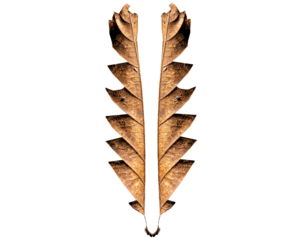 Folha seca de planta encontrada na Mata Atlântica Brasileira com forma e textura única. São Paulo, Brasil.  Formato de arquivo png com fundo transparente.