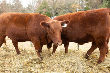 Argentina ´s amazing aberdeen angus cattle