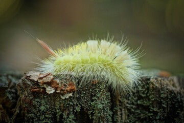 one yellow green hairy caterpillar sits on a gray wooden stump outdoors in nature