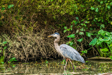 great blue heron on the pond