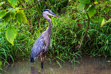 great blue heron on the pond