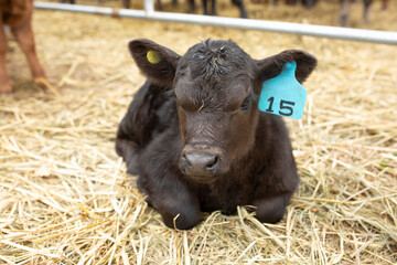 Argentina ´s amazing aberdeen angus cattle