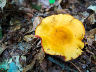 Large Yellow Mushroom Surrounded by Wet Leaves and Bark