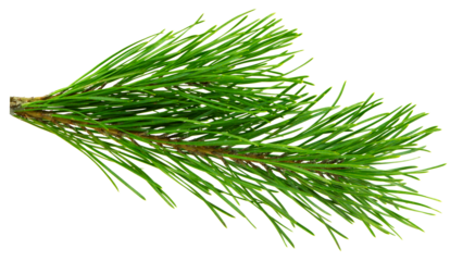 green branch of a pine tree. Christmas tree branches. Coniferous tree branch . Pine branch on transparent, png