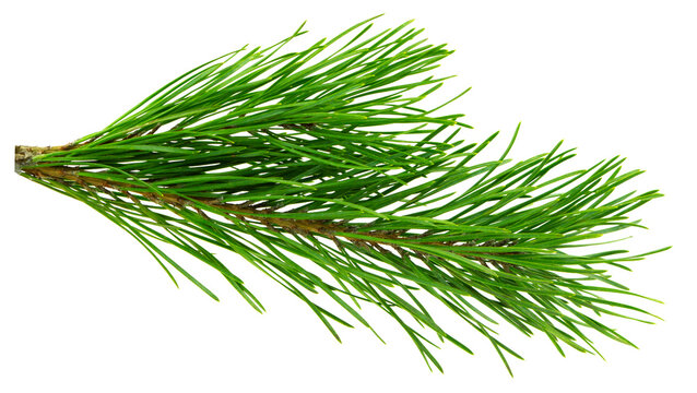 green branch of a pine tree. Christmas tree branches. Coniferous tree branch . Pine branch on transparent, png