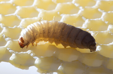 The greater wax moth Galleria mellonella