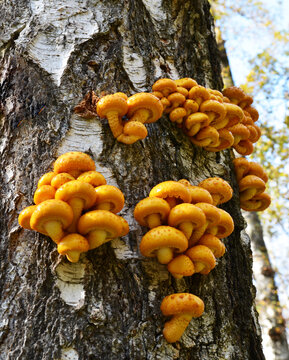 Pholiota aurivella yellow mushrooms on a birch tree bark. It is a species of fungus in the family Strophariaceae,native forest of New Zealand, Canada and United States.Selective focus.
