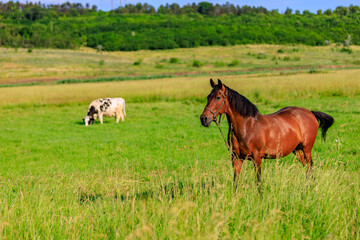 Naklejka na ściany i meble Horse in the pasture. Background with selective focus and copy space