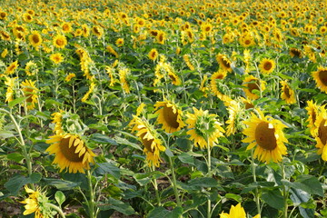 Beautiful sunflowers in the sunflower field