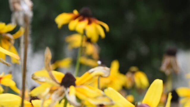 Black-eyed Susan (rudbeckia hirta) flowers swinging in the wind in summertime