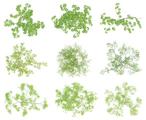 Set of green outside tree on top view isolated on transparent background, 2d plants, 3d render illustration.