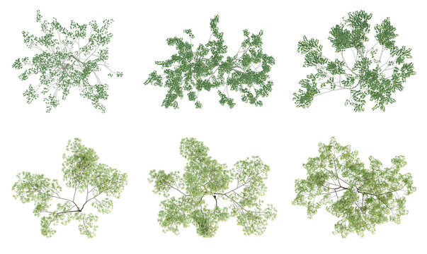 Set of green outside tree on top view isolated on transparent background, 2d plants, 3d render illustration.