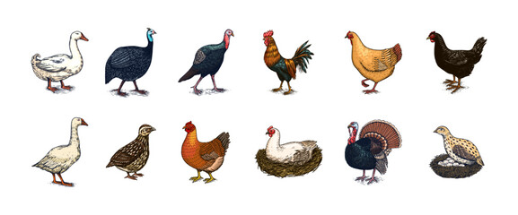 Domestic Chicken bird. Turkey, guinea fowl, goose, duck, quail. Hand drawn. Engraved Farm animal. Old monochrome sketch. Retro template.
