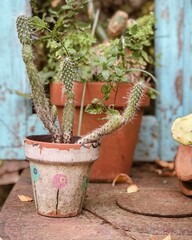 Macetas antiguas de color marron, con cactus de color verde