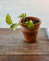 Maceta marron con tierra y flores verdes