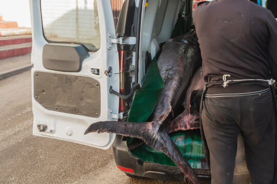 The process of unloading freshly caught fish of the genus Sailfish, whose long sword was broken for placement in the car. Sale of seafood and use of natural resources