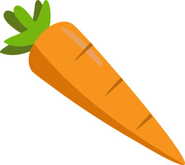 Fresh carrot vector illustration isolated on white background.