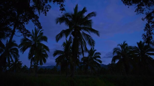 Palm and cocunut trees swaying in the wind at night. Silhouette tropical setting.