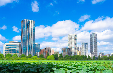 上野恩賜公園 不忍池の蓮