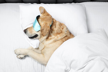 Cute Labrador Retriever with sleep mask under blanket resting on bed, top view