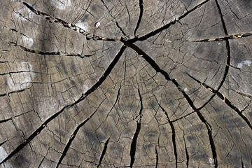 Textura de corte transversal de tronco de árbol, madera gris con grietas - obrazy, fototapety, plakaty