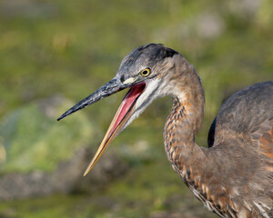 bird yawning