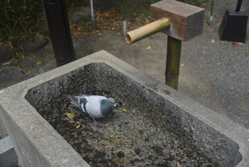 pigeons on the street