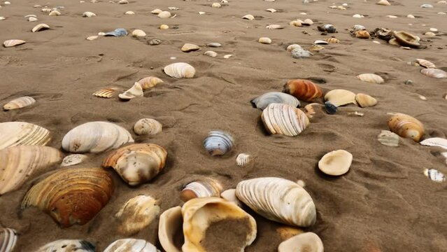 Wide shot of beach sand with lots of sea shells