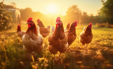 Tuinposter chickens are walking down the grass against a sunny day, organic farming concept © Kien