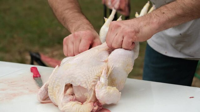 Close up while making cuts in freshly butchered and plucked chicken preparing to remove internals or guts.