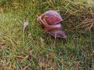 Achatina fulica or Snail crawling on the grass in the garden. Close-up of a snail during the day.