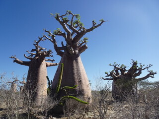 [Madagascar] fat baobab trees in Andavadoaka