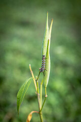 Horned Striped monarch caterpillar on milkweed pod