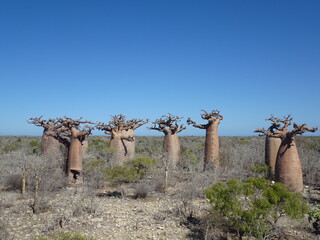 [Madagascar]  View of the fat baobab forest from the top of the tree in Andavadoaka