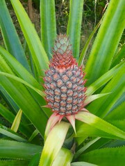 Fototapeta premium Young pineapple on plant