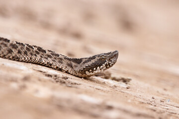 poisonous viper 2