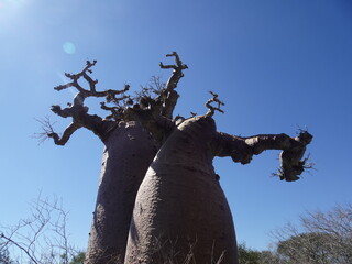 [Madagascar]  Uniquely shaped fat baobab tree in Andavadoaka