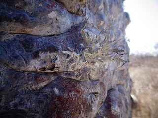 [Madagascar]  Close up of Baobab tree trunk in Andavadoaka