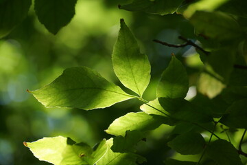 green leaves background