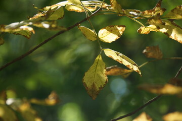 autumn green leaves 