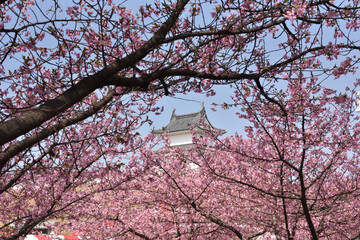 青空と城と桜
